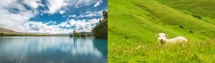 nz_27.gif