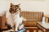 sofa_cat.jpg