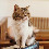 sofa_cat.jpg